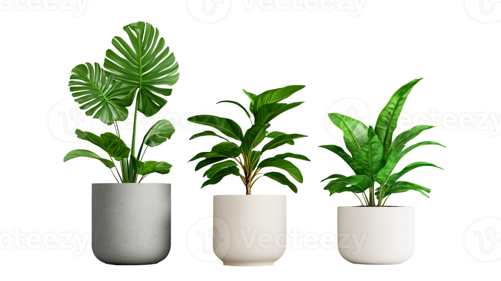 Collection of indoor plants, foliage in pots, decoration elements , cut out transparent png