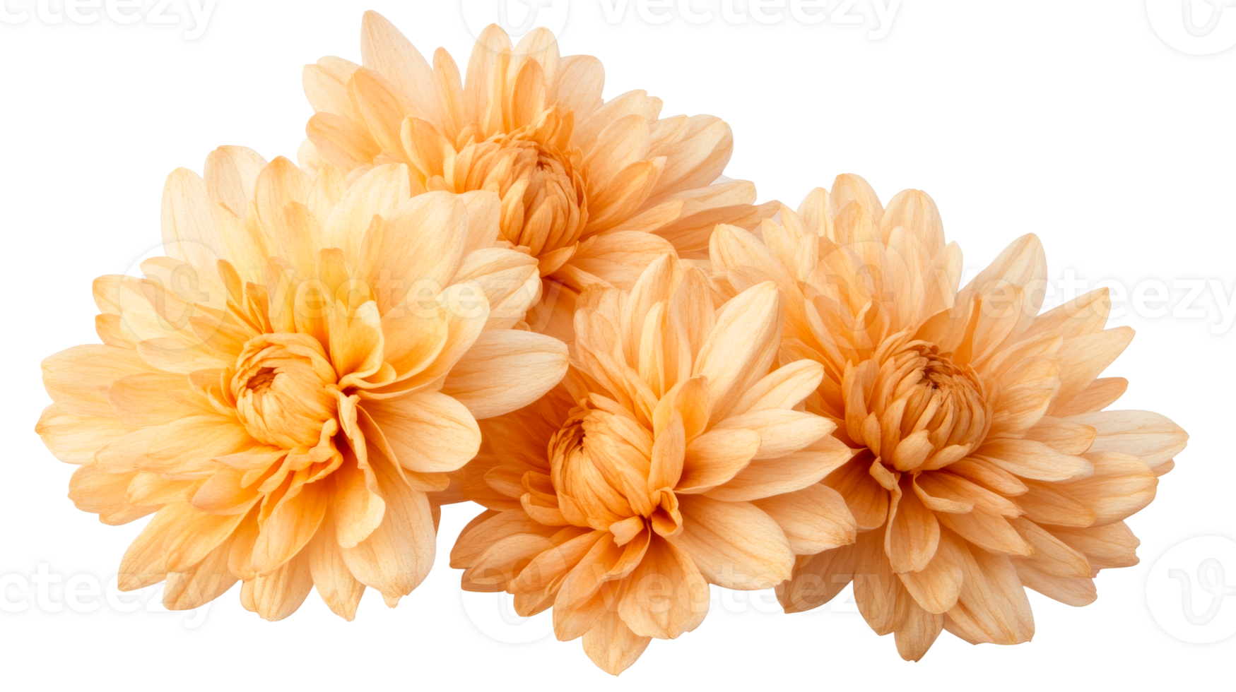 Peach dahlia flower arrangement isolated on black background, cut out transparent png
