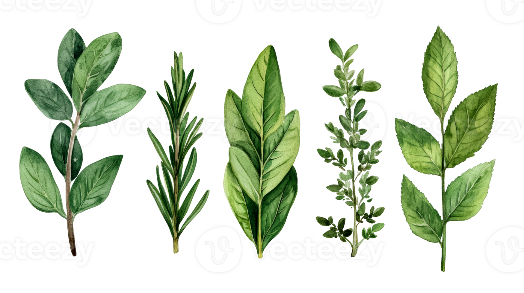 Fresh culinary herbs, oregano, rosemary and sage, cut out transparent png