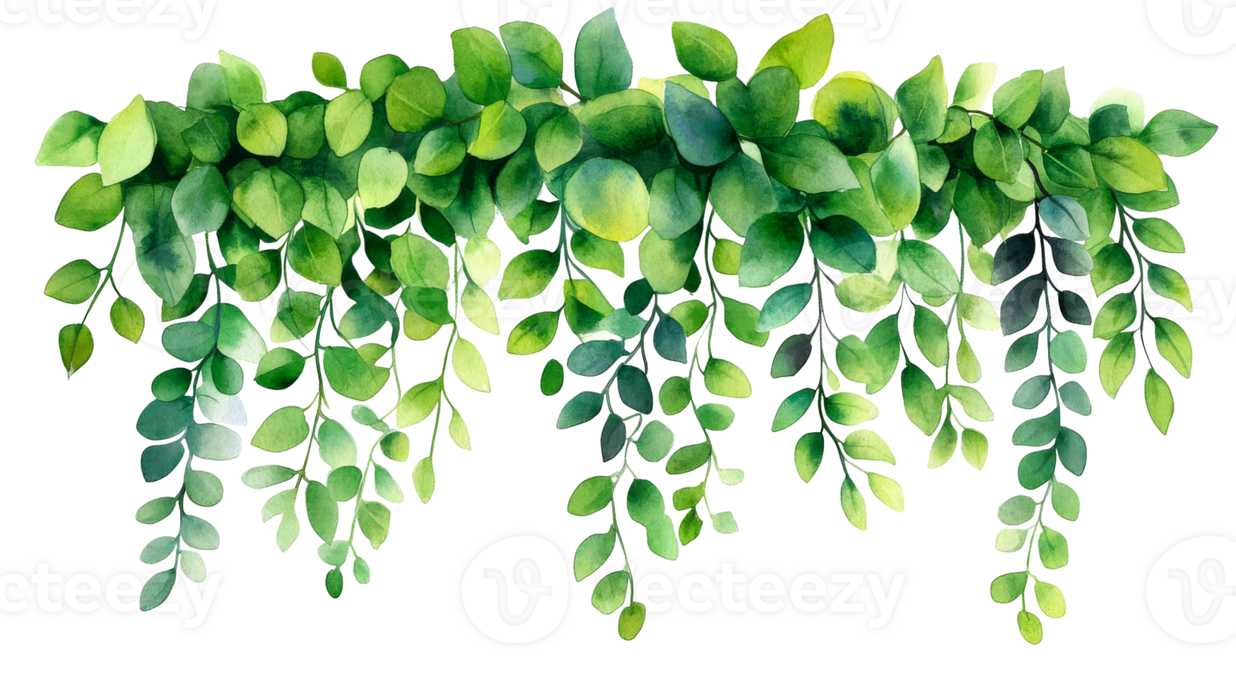 Watercolor greenery foliage with round leaves , isolated, cut out transparent png