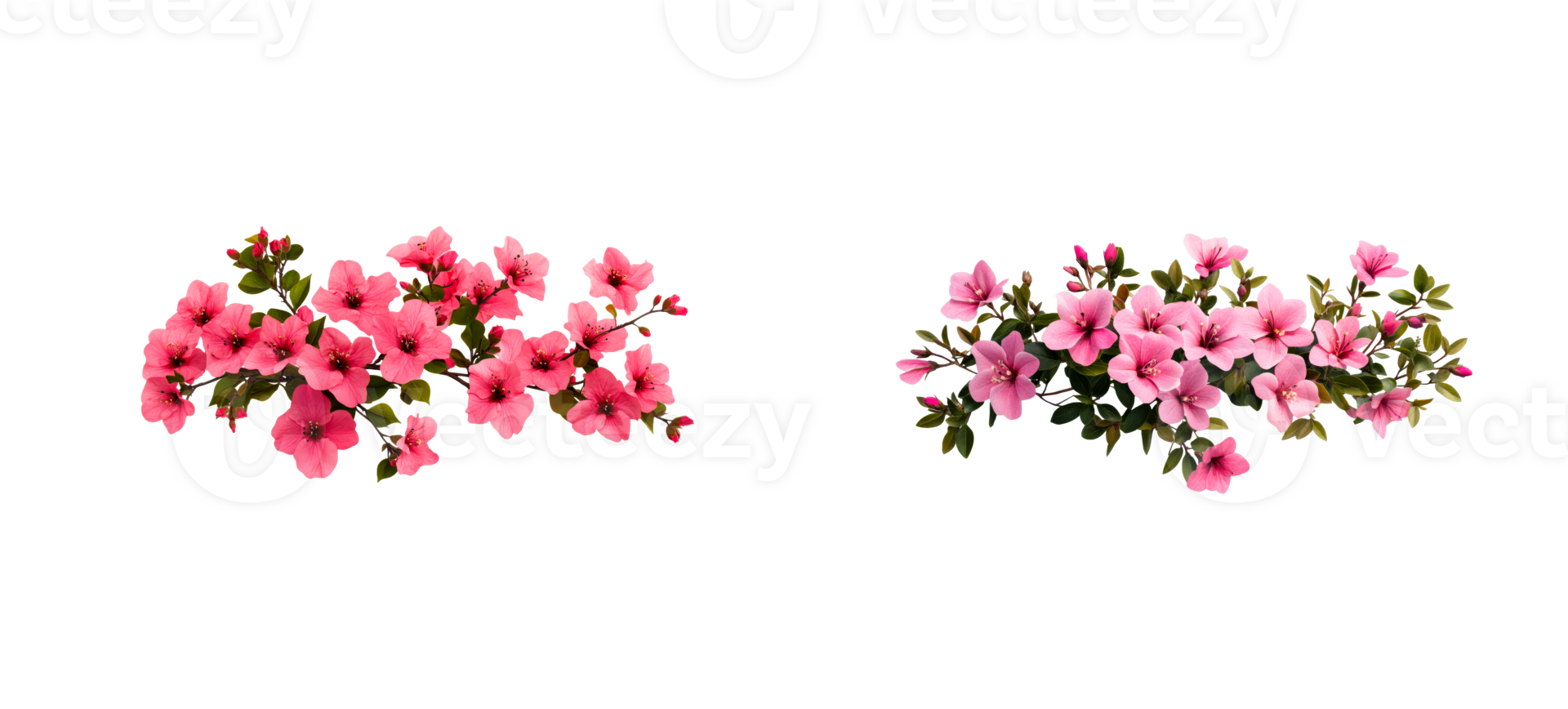 Pink rhododendron flower bloom, vibrant blossoms, spring, transparent png