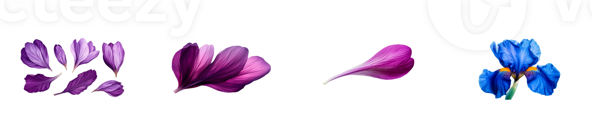 Iris and Crocus Petals Collage, Floral Elements on Black, cut out transparent png