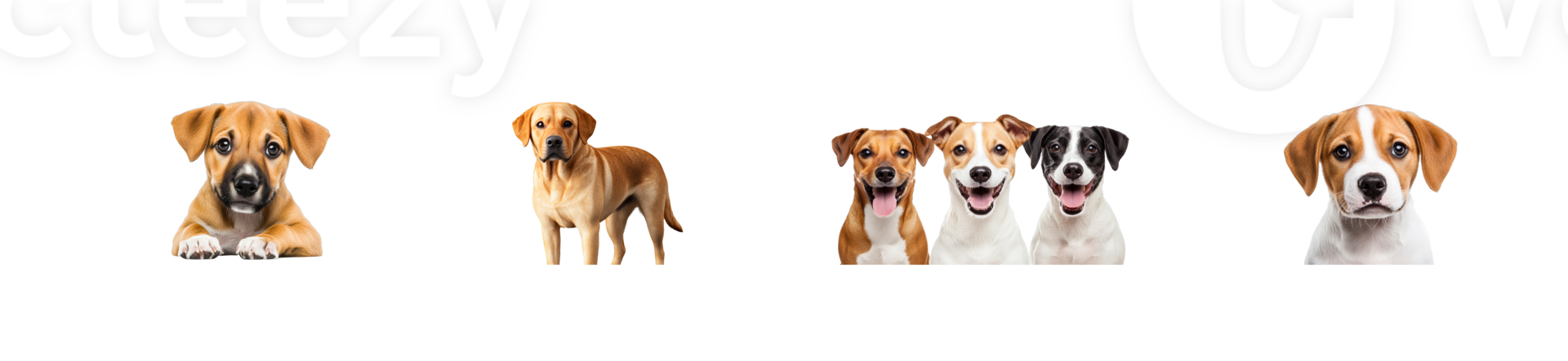 Dogs of different breeds pose against black background, cut out transparent png