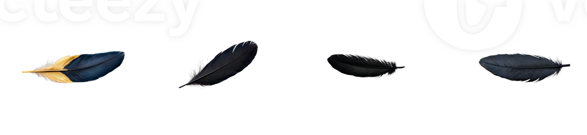 Group of Feathers in a Row on Black Background, cut out transparent png