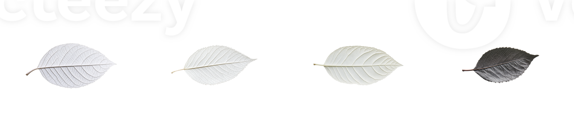 Four leaves, veins, symmetrical patterns, organic elements, botany, cut out transparent png