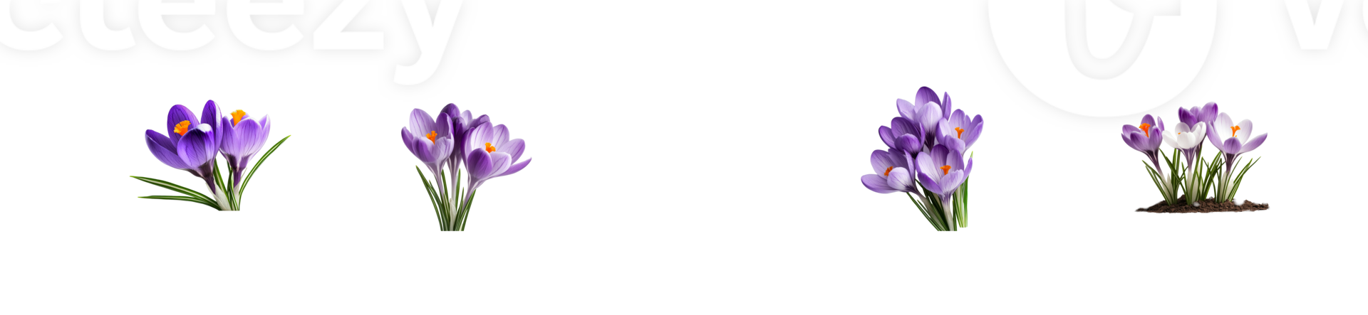 Purple Crocus Flowers in Various Stages of Bloom, cut out transparent png