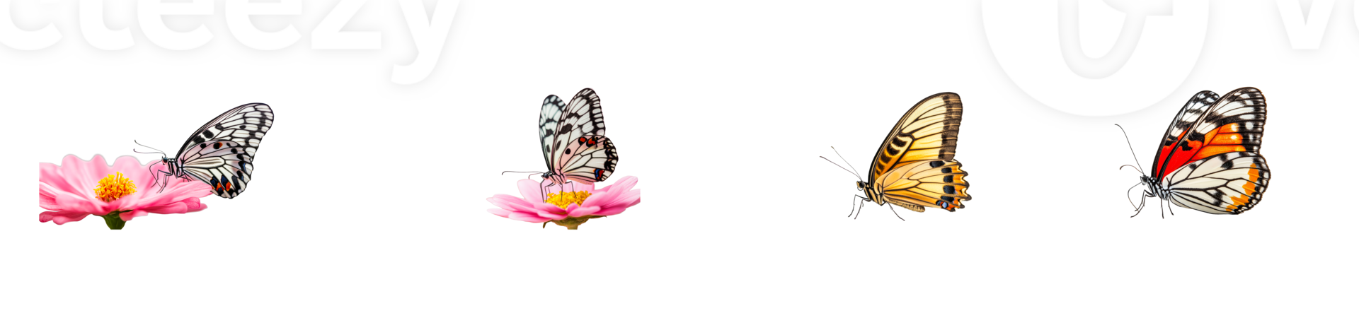 Butterflies on flowers, isolated on black background, detailed, cut out transparent png