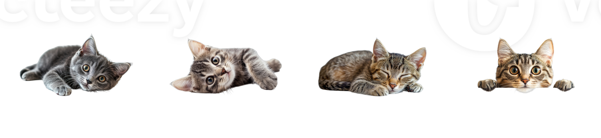 Cute Kittens in Various Poses on Black Background, cut out transparent png