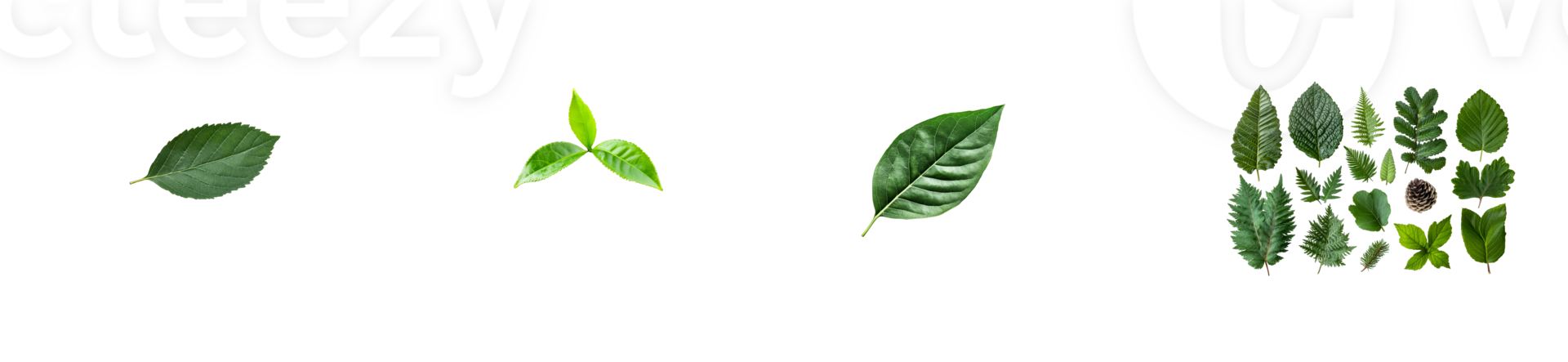 Diverse collection of vibrant green foliage, cut out transparent png