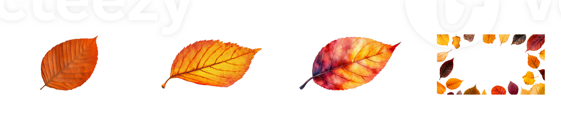 Autumn leaves display bright colors in a natural pattern, cut out transparent png