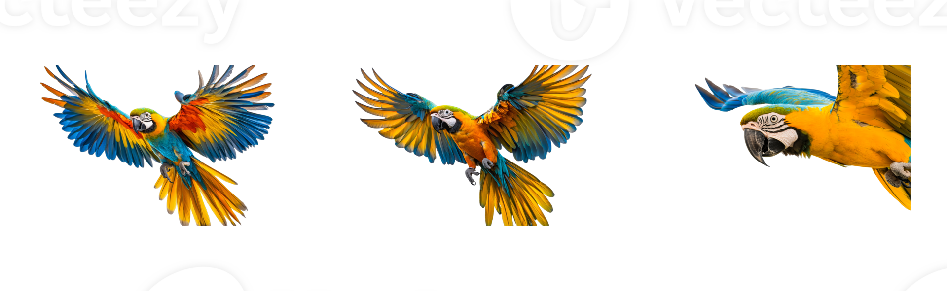 Three flying macaw parrots with colorful feathers, cut out transparent png