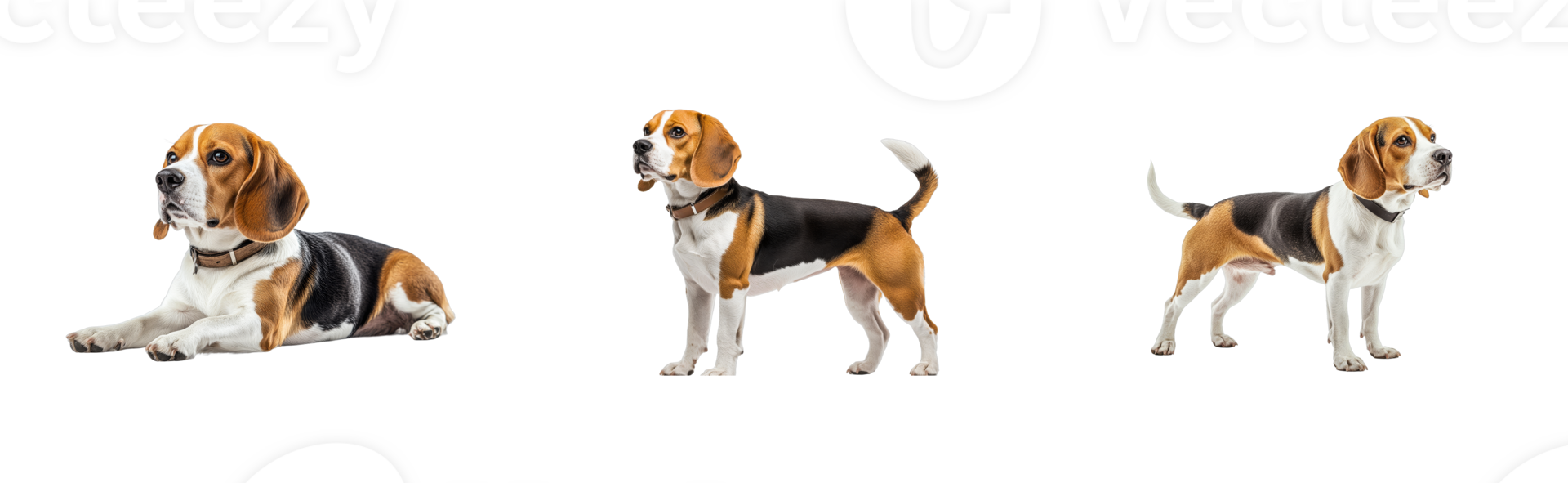 Beagle poses in different poses, cut out transparent png