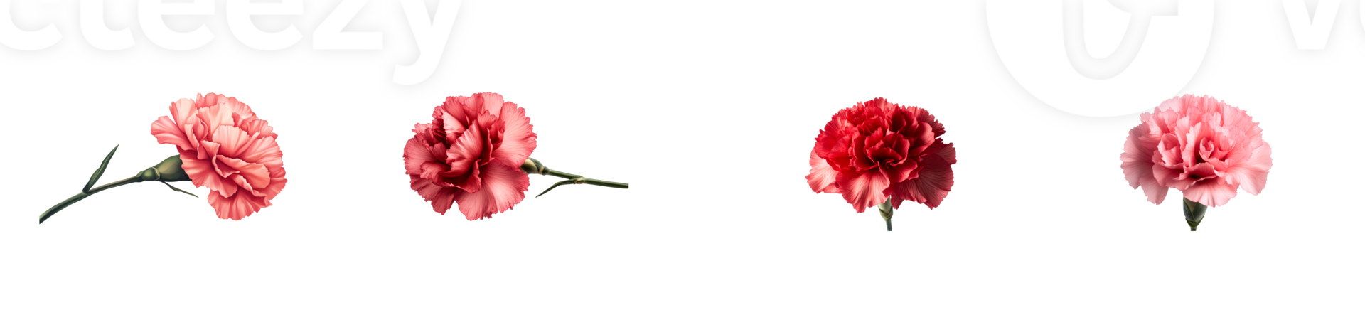 Colorful carnation flowers arranged on a transparent background png