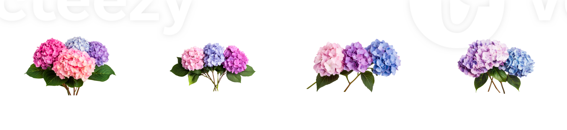 Colorful hydrangea flower bunches on a transparent background png