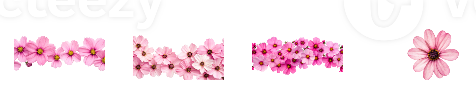 Beautiful pink flowers arranged elegantly on a transparent background png