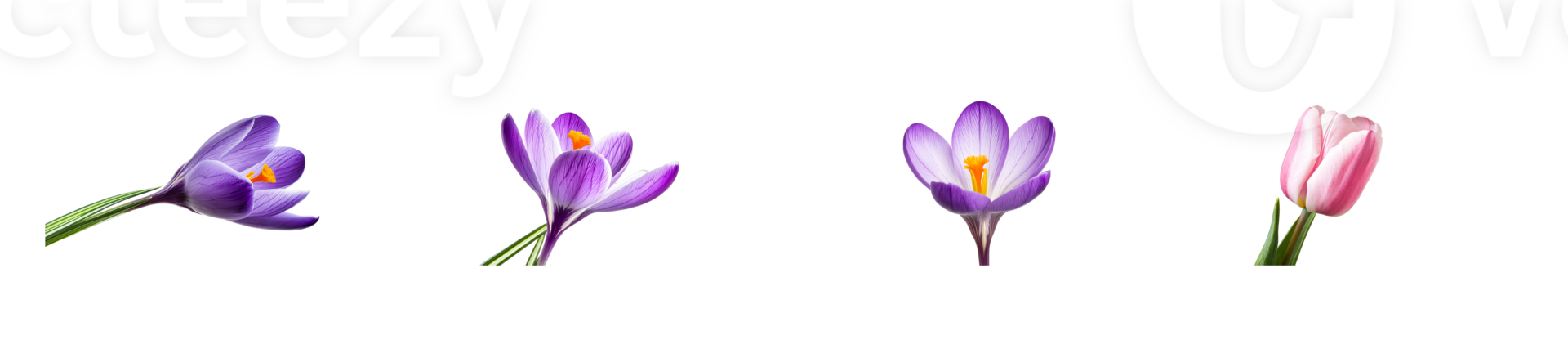 Colorful flowers in bloom with transparent background png