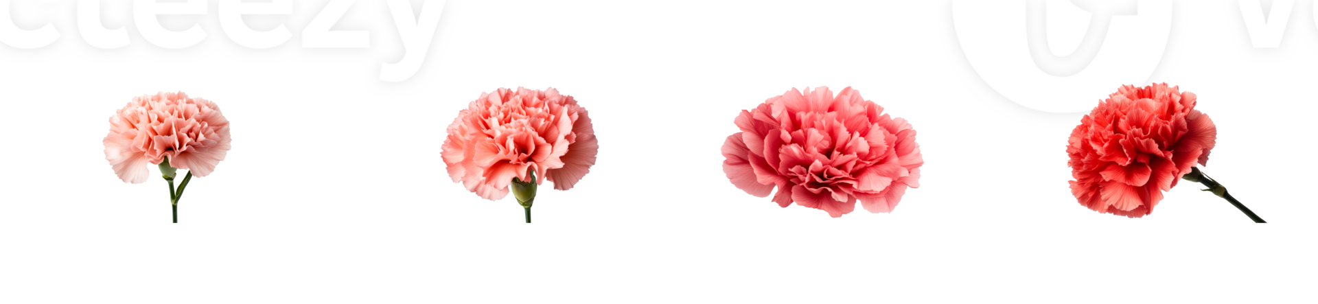 Carnations in various shades showcasing delicate beauty and elegance png