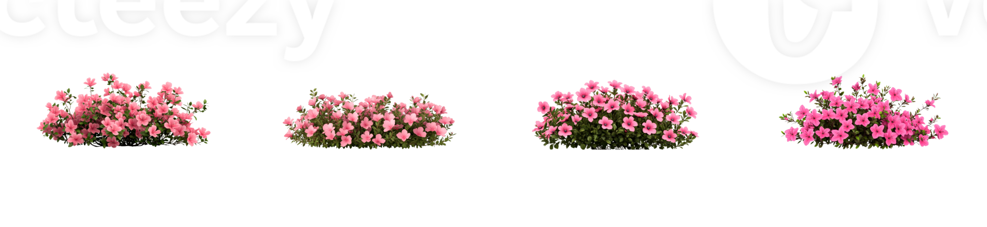 Vibrant pink flowers blooming in clusters on a transparent background png