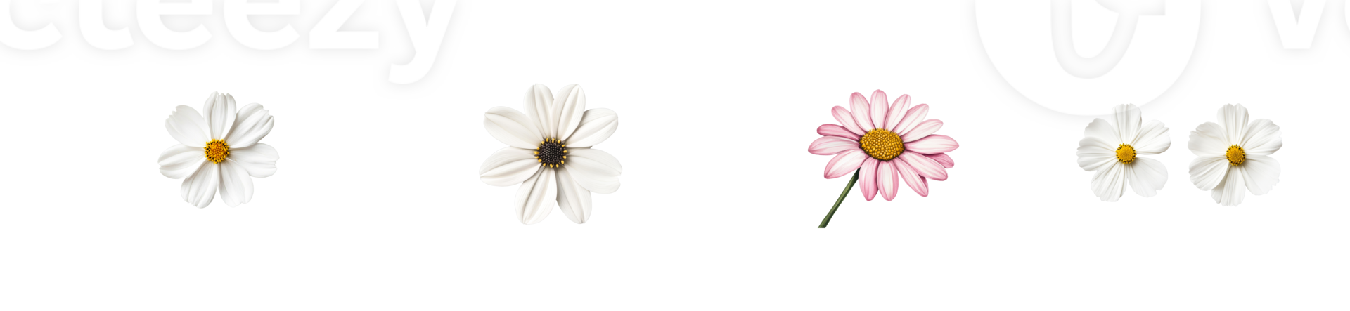 Beautiful collection of flowers on a transparent background png