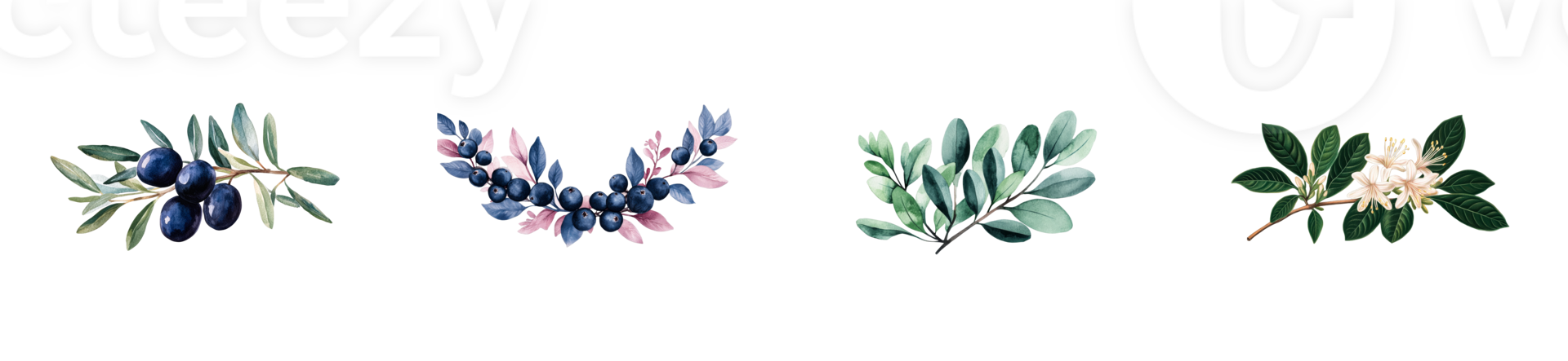 Collection of botanical elements featuring olive branches and leaves png