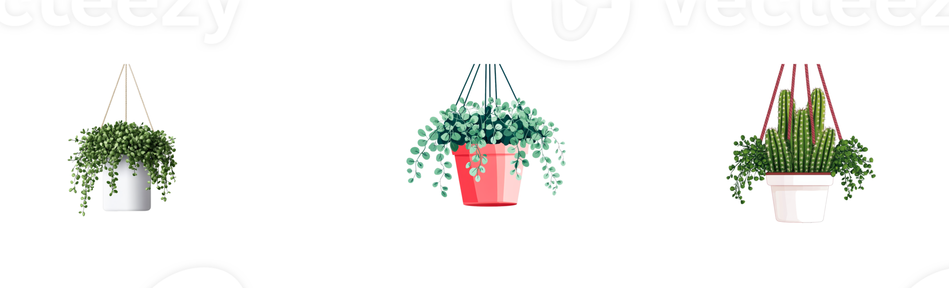 Hanging plants in decorative pots with unique foliage variations png