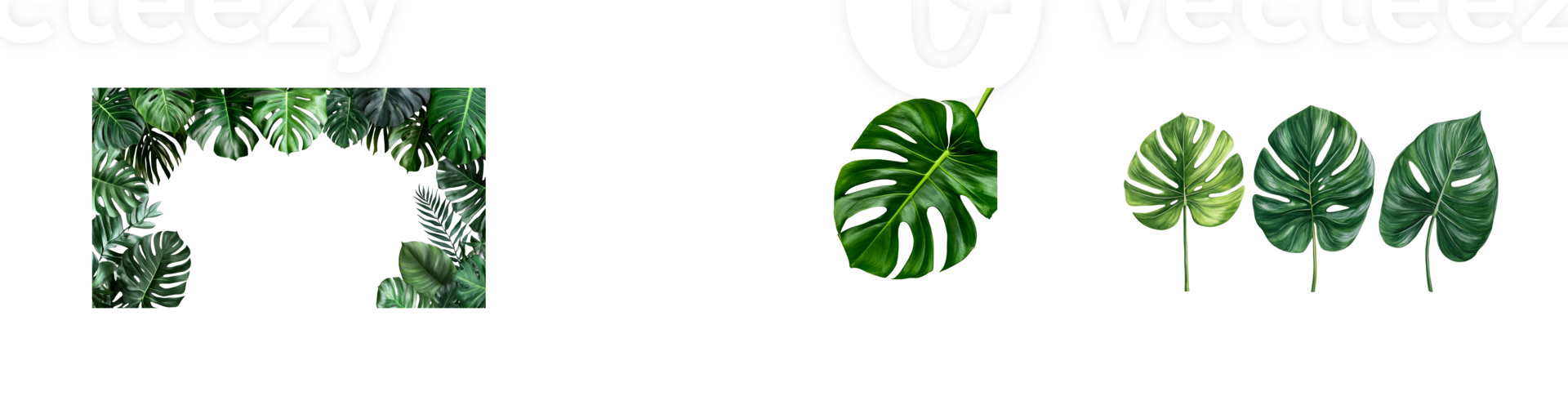 Lush green tropical leaves with a transparent background for design png