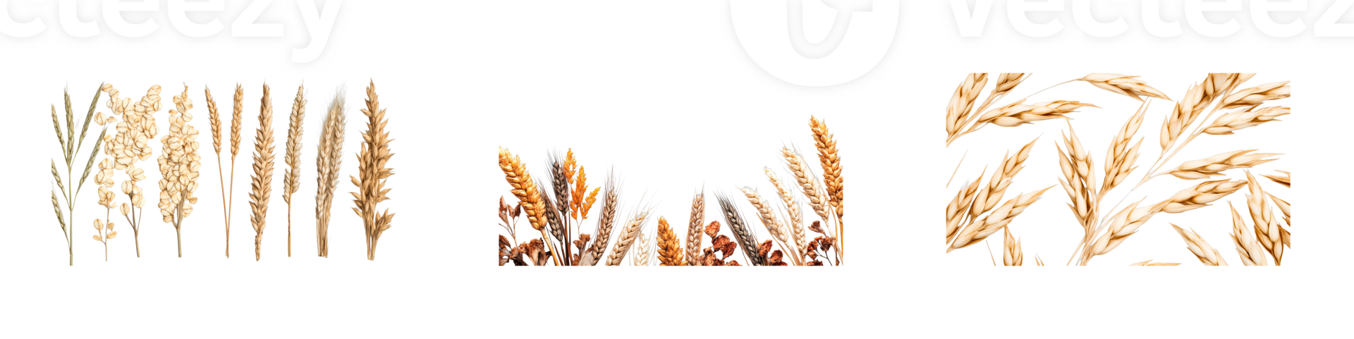 Various types of dried grasses and grains arranged together png