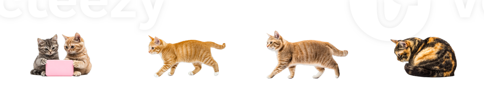 Cats exploring and interacting in various playful poses png