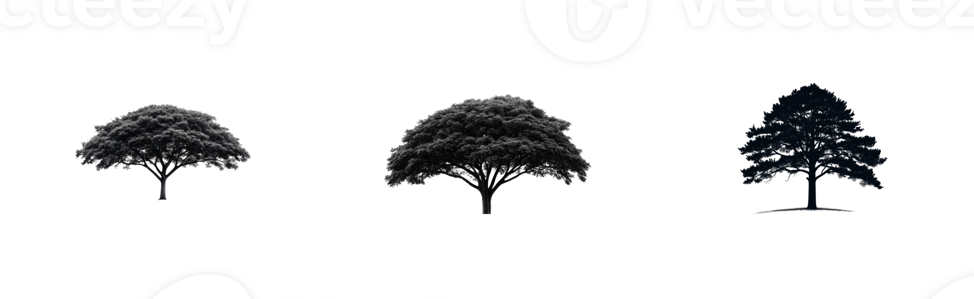 Three distinct tree silhouettes show various shapes and structures png