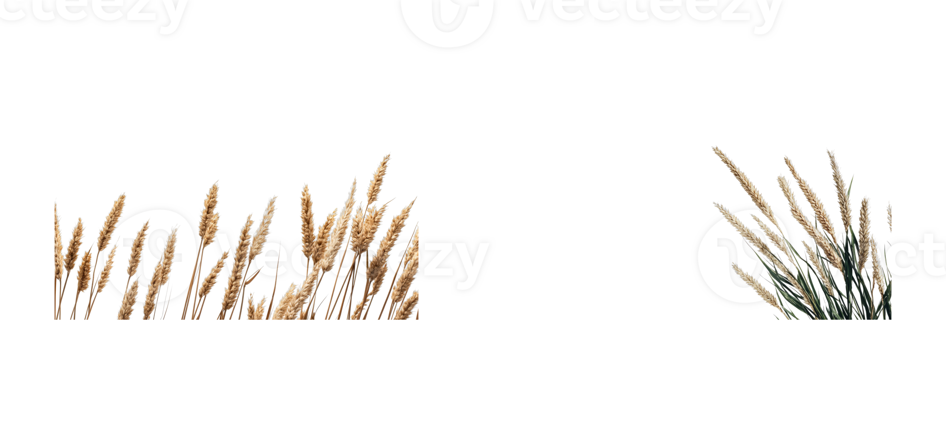 Natural grasses with a transparent background for design use png