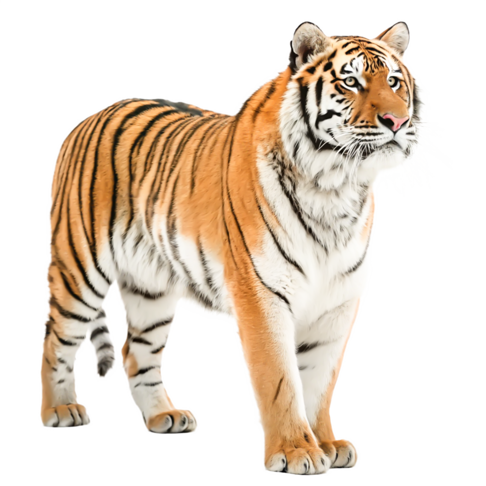Majestic Siberian Tiger Standing, Wildlife Photography png