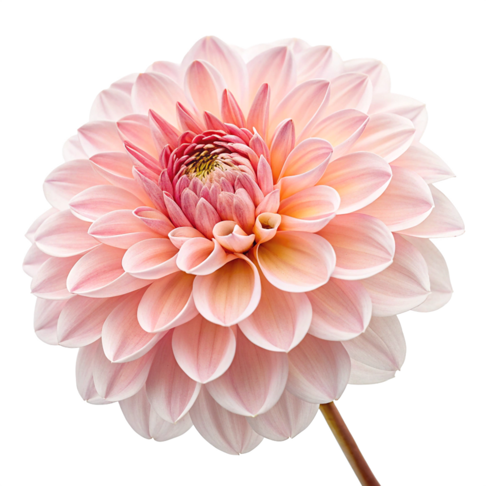 Stunning Pink Dahlia Flower Bloom, Close-up Macro Photography, png
