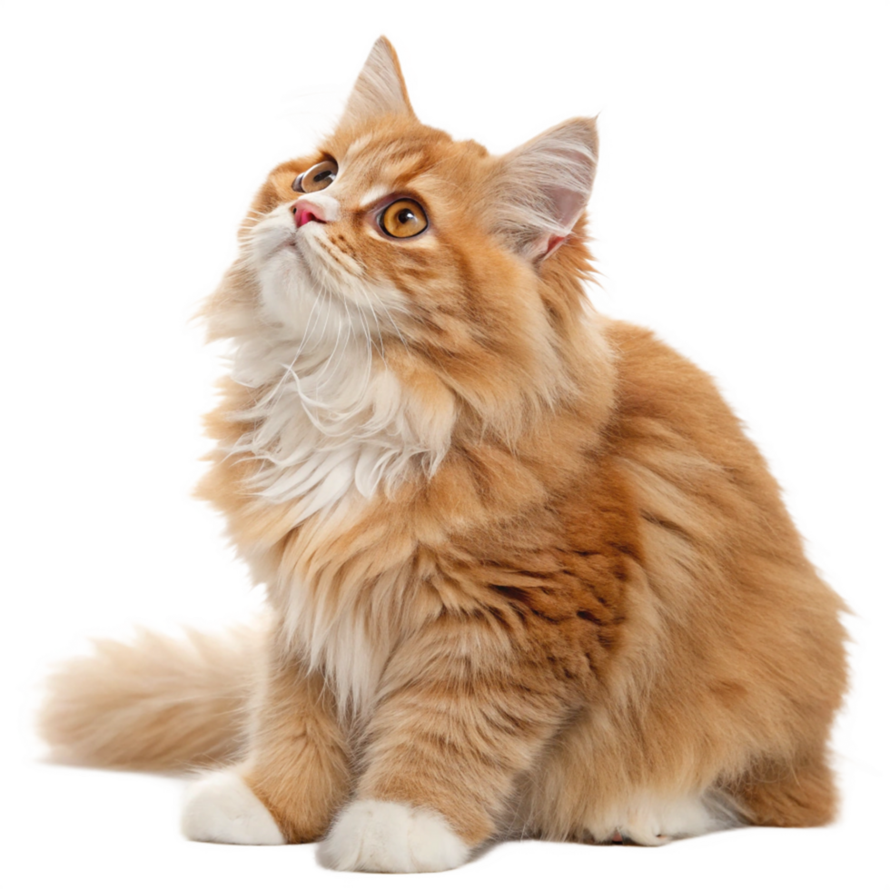 Ginger Cat Sitting, Looking Up, Fluffy Fur, Amber Eyes, Animal Portrait png