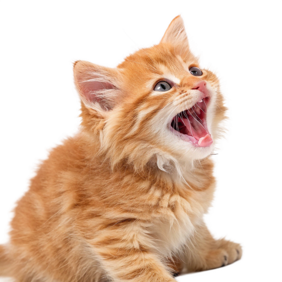 Ginger Kitten Yawning Mouth Wide Open. Cute Animal Pet png