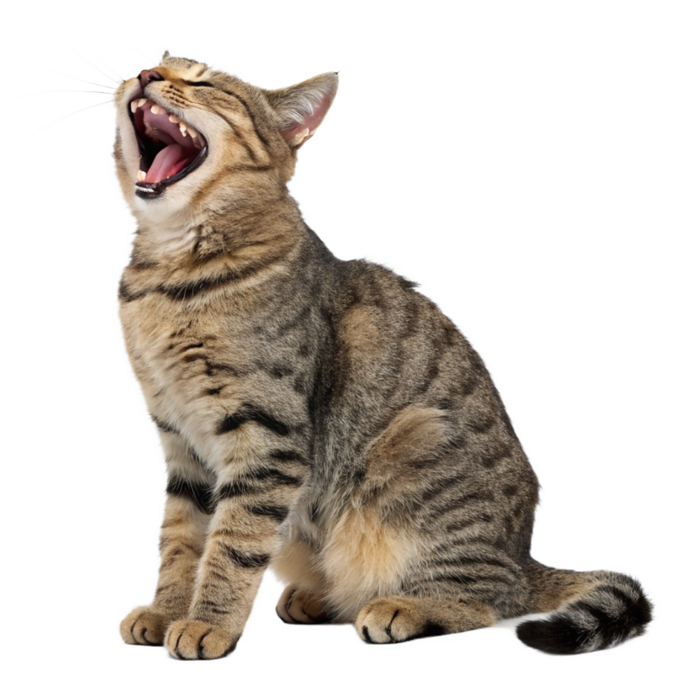 Tabby Cat Yawning Displaying Teeth And Pink Tongue png