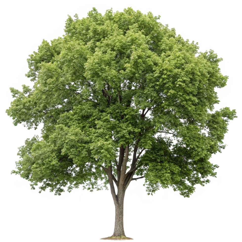 Majestic Full-sized Deciduous Tree, Summer Green Leaves, Rough Bark, Outdoors png