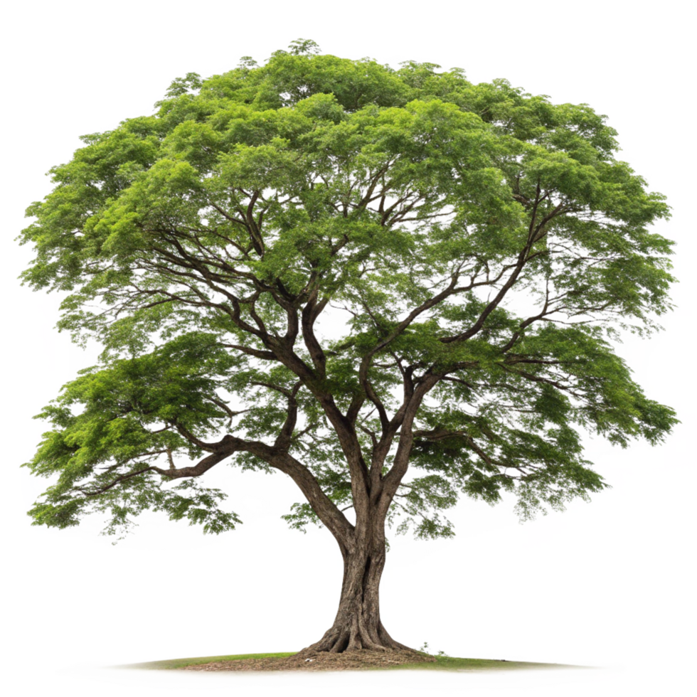 Majestic Rain Tree Sprawling Canopy, Thick Trunk, Branches, Green Foliage png