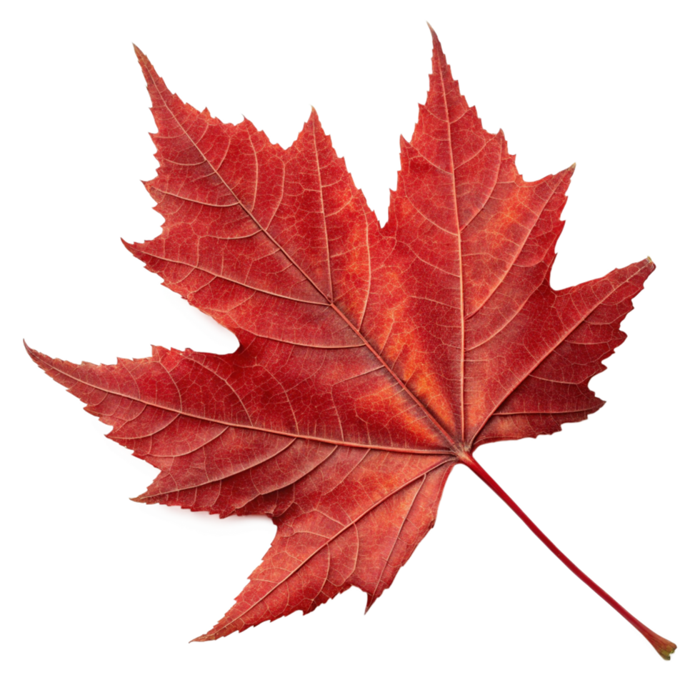 Autumn Maple Leaf Detail Vibrant Red Color, Textured Veins, Sharp Lobes png