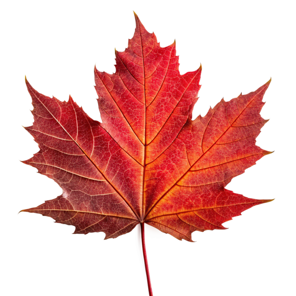Autumn Maple Leaf Colorful Red and Orange Foliage png