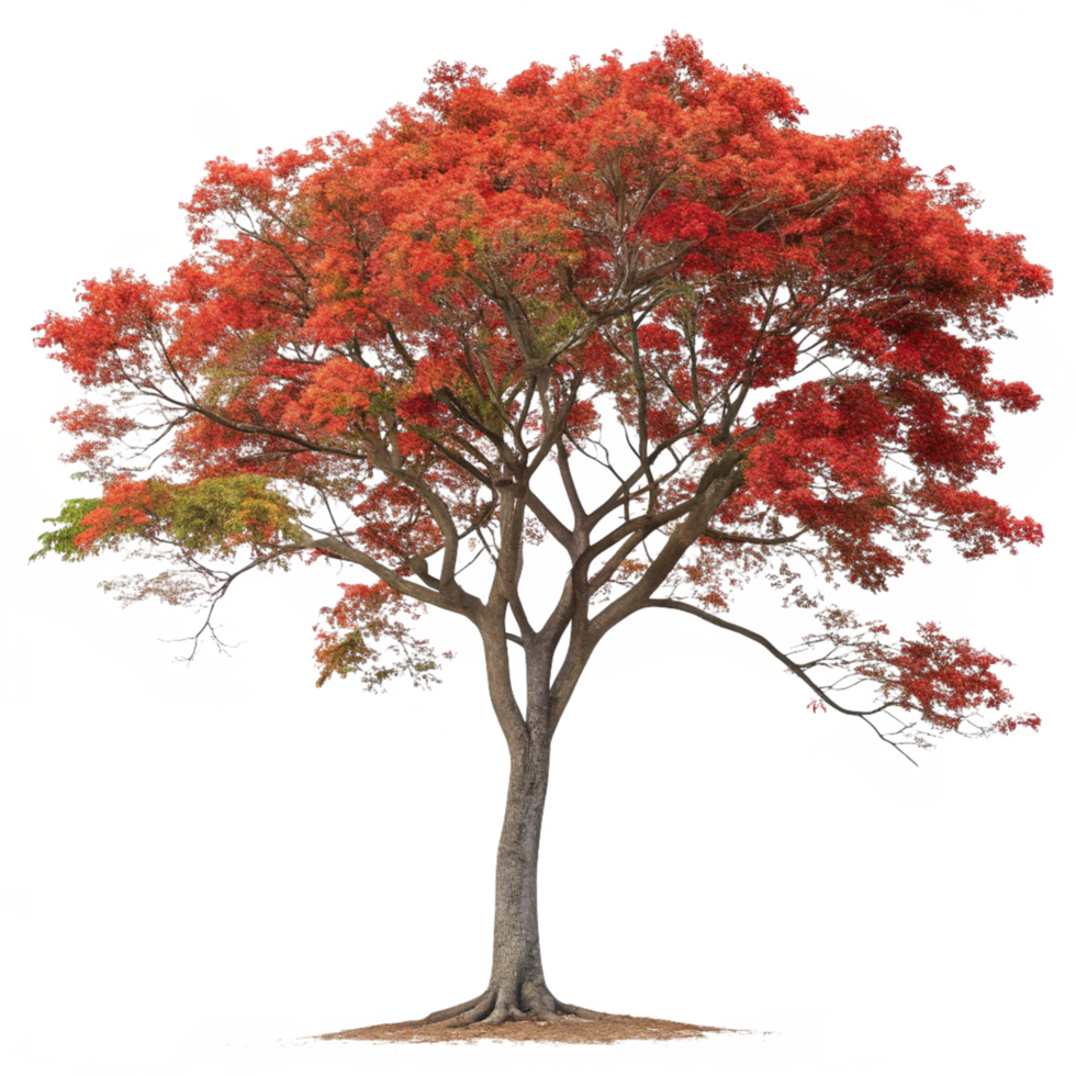 Acer Palatium Tree Featuring Autumnal Red Leaves and a Gray Trunk with Roots png