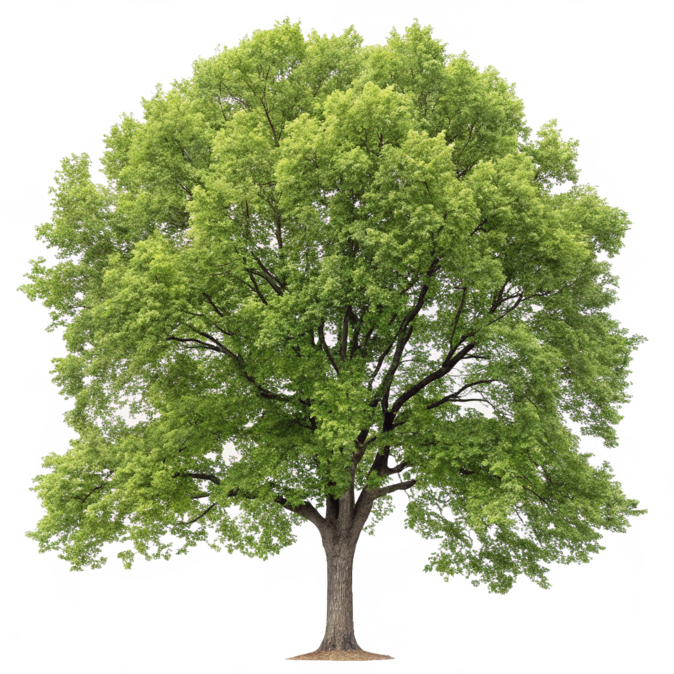 Deciduous Green Tree with Dense Canopy and Thick Trunk on an png