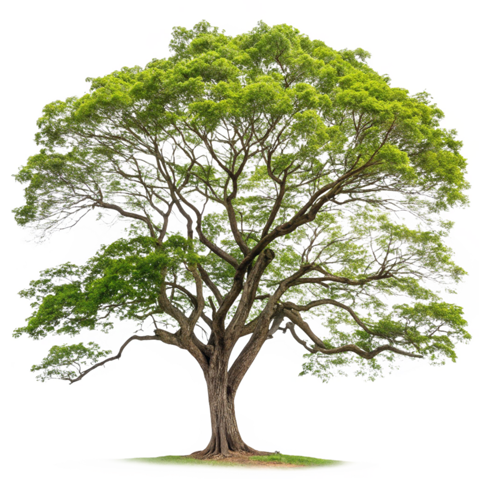 Big Tree With Green Leaves and Brown Trunk, Nature Outdoors png