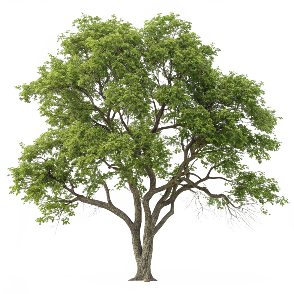 Mature Tree with Green Leaves and Visible Trunk png