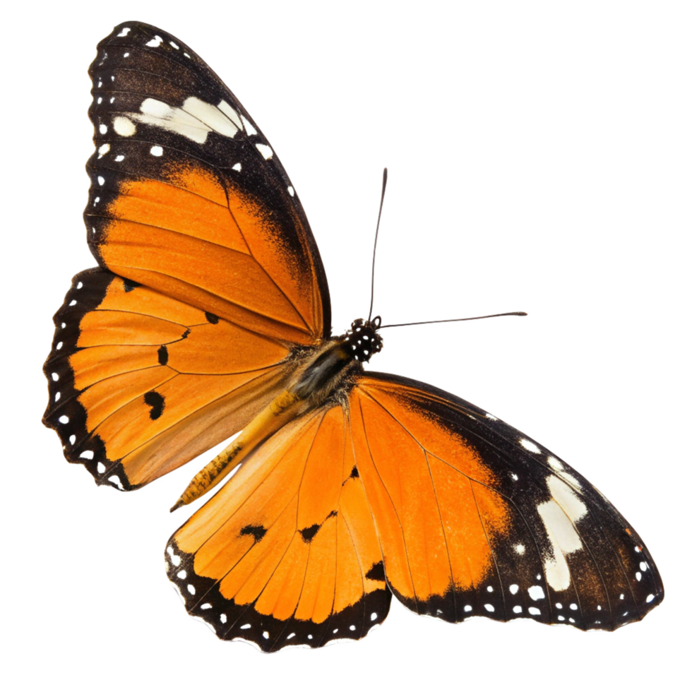 Monarch Butterfly Wings Isolated on Close Up of Orange and Pattern png