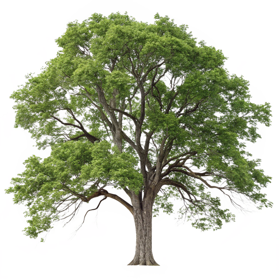 Big Tree with Green Leaves, Bark Texture Trunk, Nature Concept png