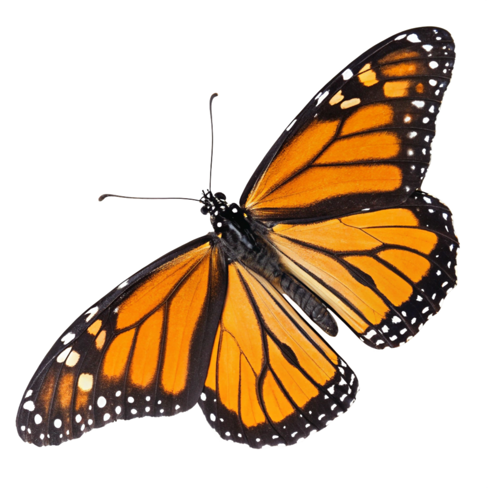 Monarch Butterfly Macro, Detailed Wing Pattern, Orange and Wings png