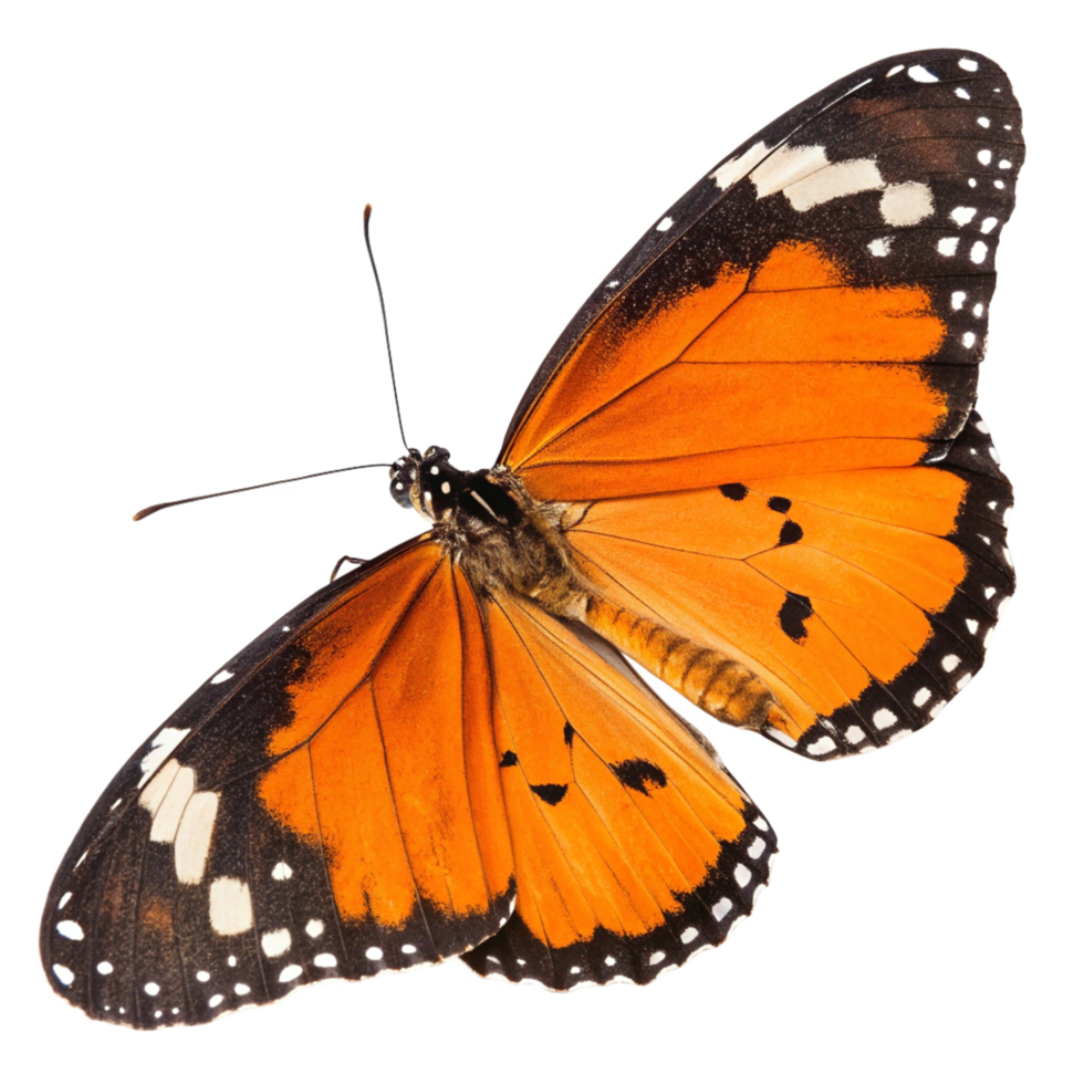 Striking Monarch Butterfly, Vivid Orange Wings Detail png