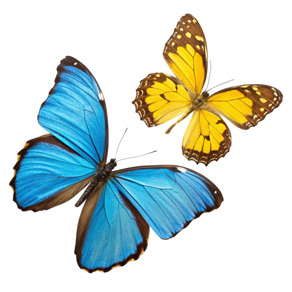Two Colorful Butterflies Blue Morpho Butterfly Yellow Butterfly png