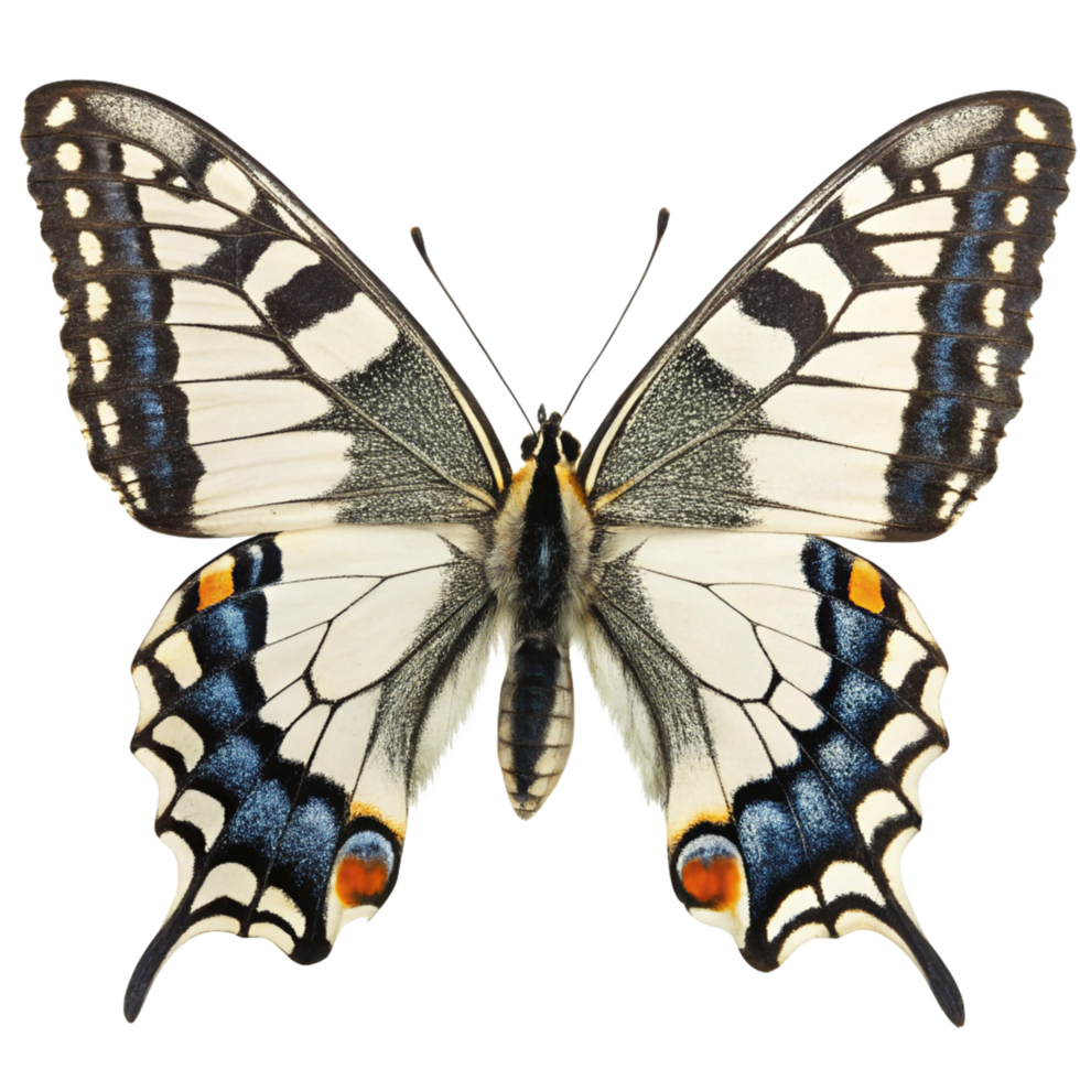 Papillion Machaon butterfly featuring intricate wing patterns and vibrant coloration png