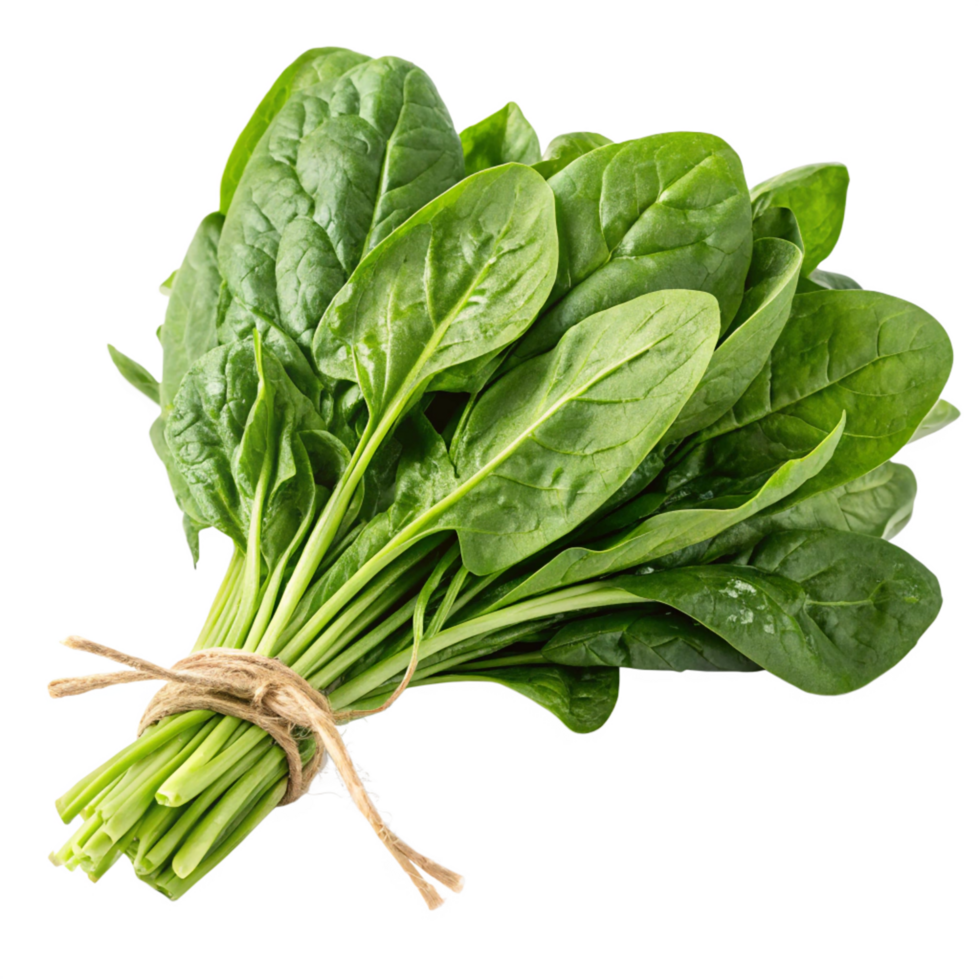 Bunch of Fresh Green Spinach Tied with Twine, Clean, Healthy png